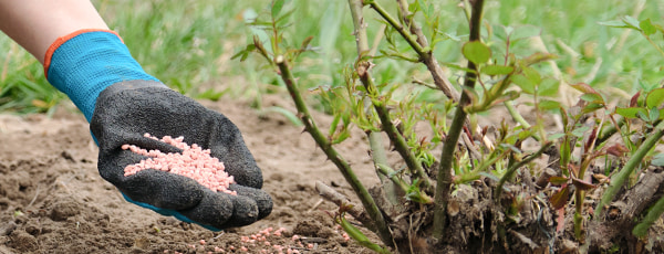 5 tajemství péče o růže po zimě - Gradinamax 5 tajemství péče o růže po zimě