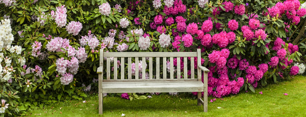 Co zasadit vedle rododendronu?