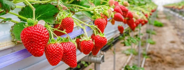 Hydroponie pro jahody - sběr bez záhonů
