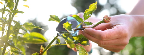Jak pečovat o růže po odkvětu? - Gradinamax Jak pečovat o růže po odkvětu?