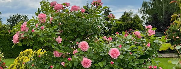 Jak si vytvořit vlastní růžovou zahradu a správně ji udržovat? - Gradinamax Jak si vytvořit vlastní růžovou zahradu a správně ji udržovat?