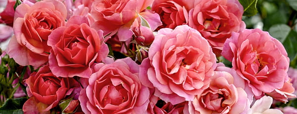 Jak správně pečovat o odrůdy růží Kordes - Gradinamax Jak správně pečovat o odrůdy růží Kordes