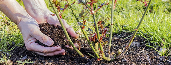 Jak zasadit růže do země - návod - Gradinamax Jak zasadit růže do země - návod