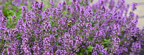 Jaké rostliny nemají mouchy a komáři rádi? Kde by měly být vysazeny?