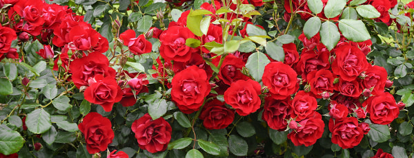 Jarní péče o růže - Gradinamax Jarní péče o růže