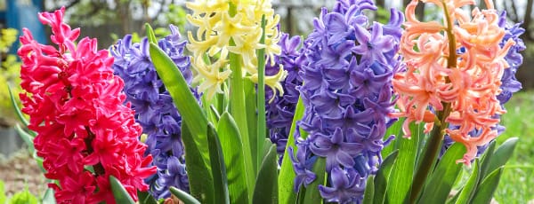 Květen na zahradě: Co dělat v květnu na zahradě a v sadu?