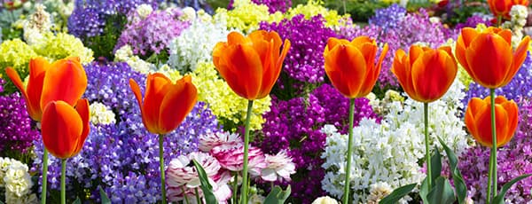 Květinová aranžmá z tulipánů a narcisů - Gradinamax Květinová aranžmá z tulipánů a narcisů