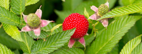 Maliny a jahody: přehled zahradních rarit - Gradinamax Maliny a jahody: přehled zahradních rarit
