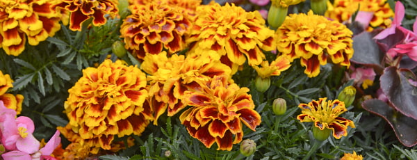 Měsíčky - spojenci zahradníků v boji proti škůdcům