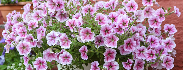 Objevte kouzlo balkónových květin: od výsevu po kvetení