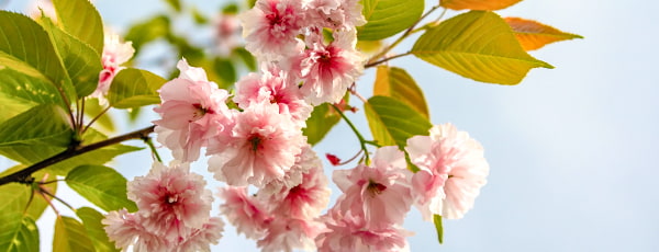 Objevte kouzlo japonské třešně: jak o ni pečovat, abyste se mohli těšit z jejího bujného kvetení? - Gradinamax Objevte kouzlo japonské třešně: jak o ni pečovat, abyste se mohli těšit z jejího bujného kvetení?