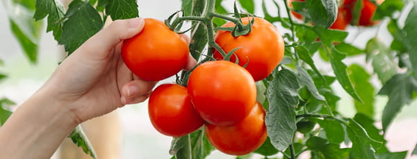Okenní zeleninová zahrádka: 10 druhů zeleniny, které lze snadno pěstovat doma - Gradinamax Okenní zeleninová zahrádka: 10 druhů zeleniny, které lze snadno pěstovat doma