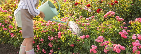 Péče o růže v létě: tajemství nepřetržitého kvetení - Gradinamax Péče o růže v létě: tajemství nepřetržitého kvetení
