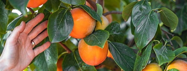 Persimmon od výsadby po sklizeň - tajemství úspěšného pěstování