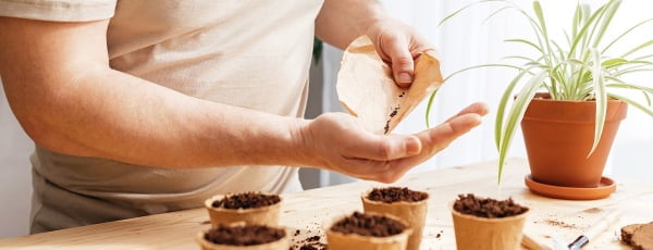 Pěstování levandule v květináči: od výsevu po vzrostlý keř