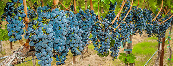 Podzimní výsadba hroznů pomocí sazenic - užitečné tipy