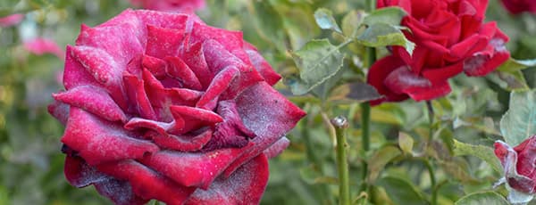 Prašná plíseň na růžích - jak zachránit rostliny? - Gradinamax Prašná plíseň na růžích - jak zachránit rostliny?