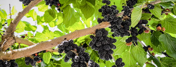 Proč sázet moruše: výhody, krása a skvělá chuť