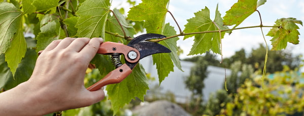 Réva vinná: tajemství podzimního řezu a zimního zakrývání