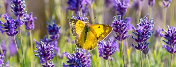 Rozkošná levandule: tajemství výsadby a péče