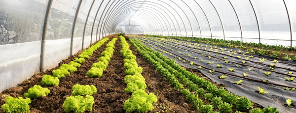 Skleník před jarní výsadbou - příprava