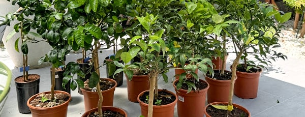 Sloupovité stromy v kontejneru: jak si vypěstovat minizahrádku?