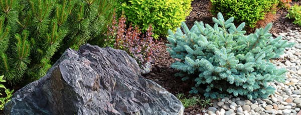 Stálezelená krása: jehličnany pro alpské skalky