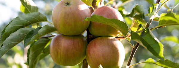 Stĺpovité jablone: kompaktný sad s bohatou úrodou