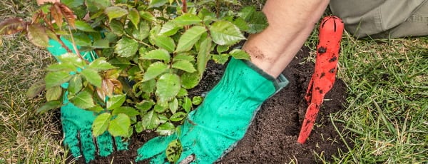 Výhody a vlastnosti podzimní výsadby růží - Gradinamax Výhody a vlastnosti podzimní výsadby růží