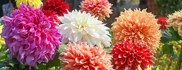 Vytrvalé květiny, které kvetou v roce výsadby - Gradinamax Vytrvalé květiny, které kvetou v roce výsadby