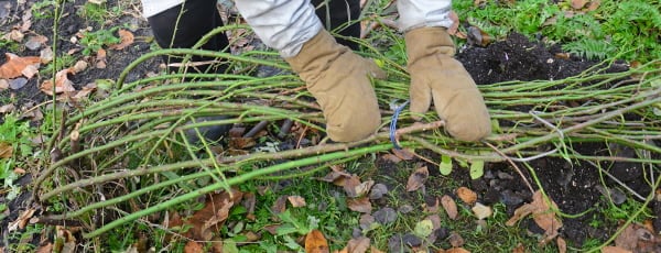 Zimní pohádka pro růže: Čím přikrýt keře, aby nezmrzly? - Gradinamax Zimní pohádka pro růže: Čím přikrýt keře, aby nezmrzly?