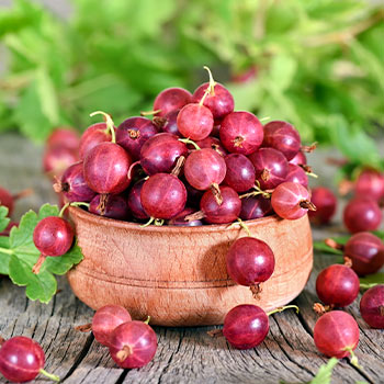 Angrešt je beztrnný