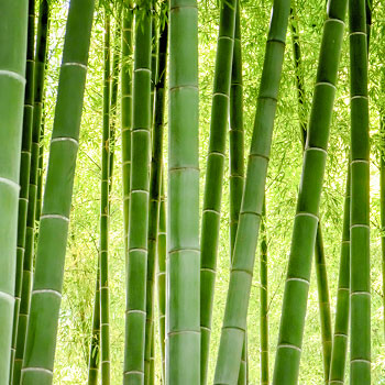 Bambus