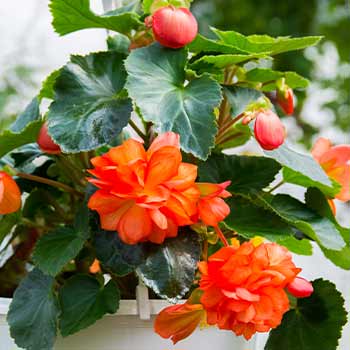 Begonia ampelosa