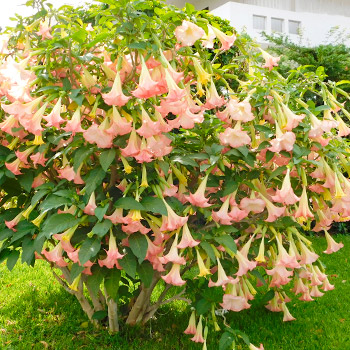 Brugmansie