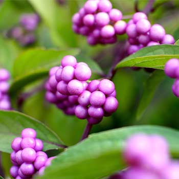 Callicarpa