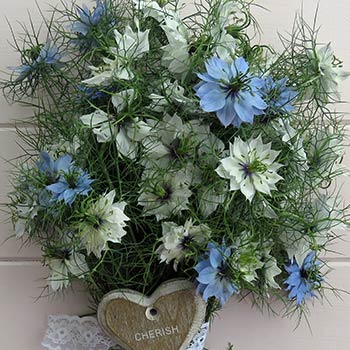 Černucha damašská