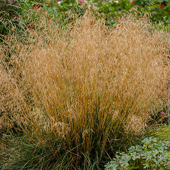 Deschampsia Caespitosa