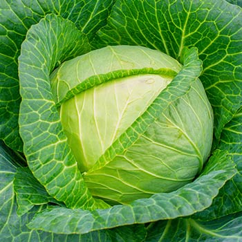 Hlávková kapusta