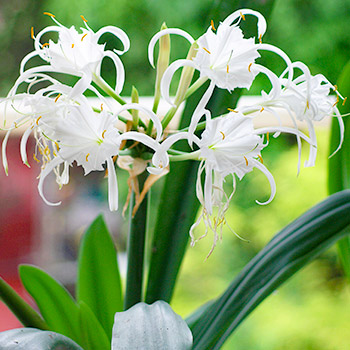 Hymenocallis