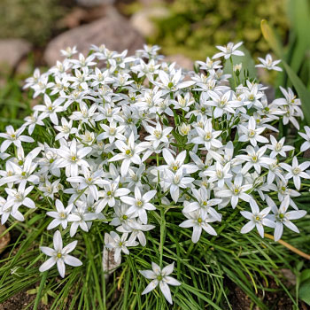 Ipheion
