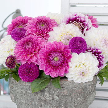 Jiřina dekorativní