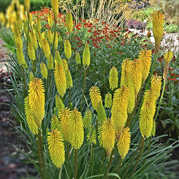 Kniphofia