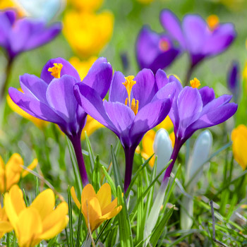 Krokus botanický