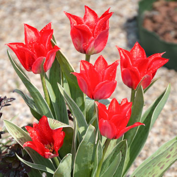 Laliovitý tulipán