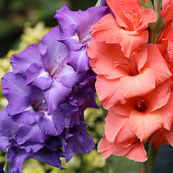 Mečík velkokvětý