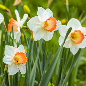 Narcis s velkou korunou