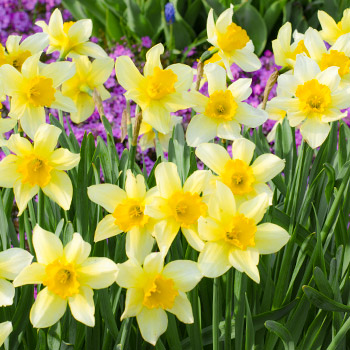 Narcis