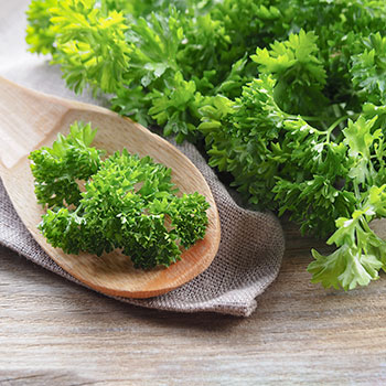Petržel kadeřavá