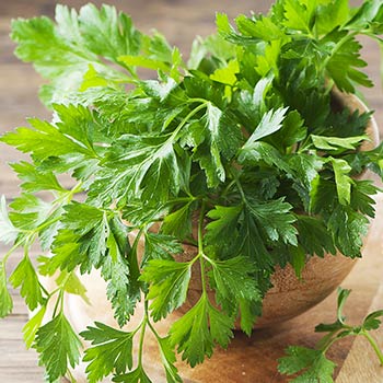Petržel zahradní
